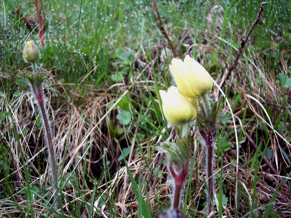 Fiori montani dalla Valle d''Aosta